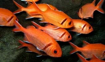 blackbar-soldierfish