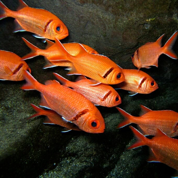 blackbar-soldierfish