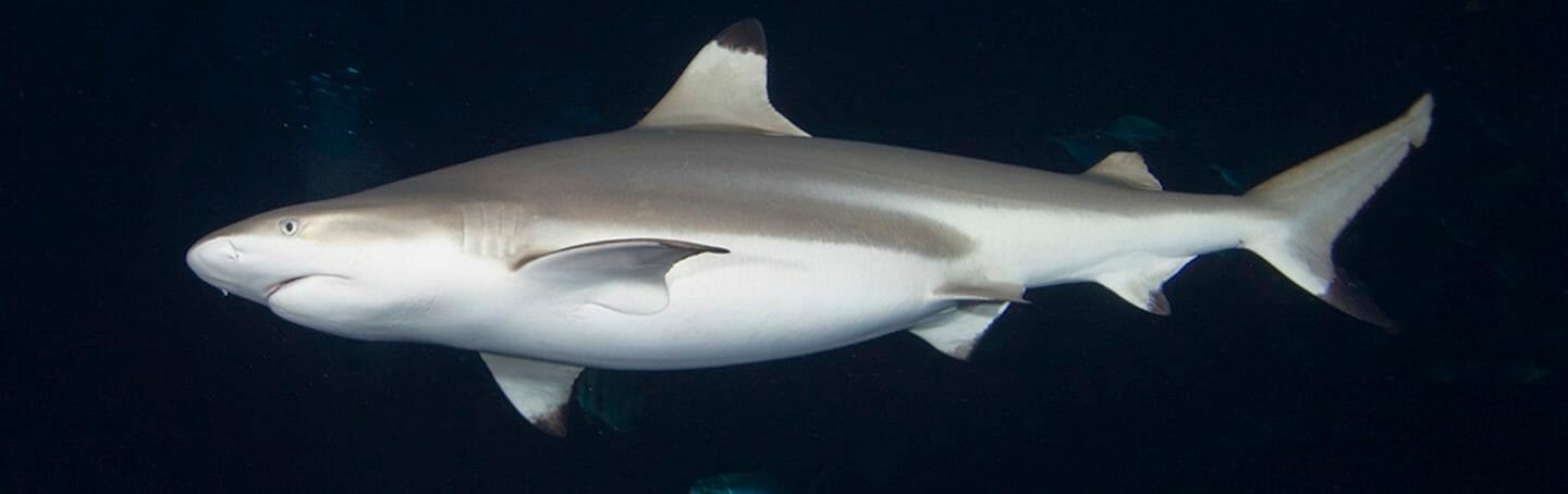 baby black tip reef shark