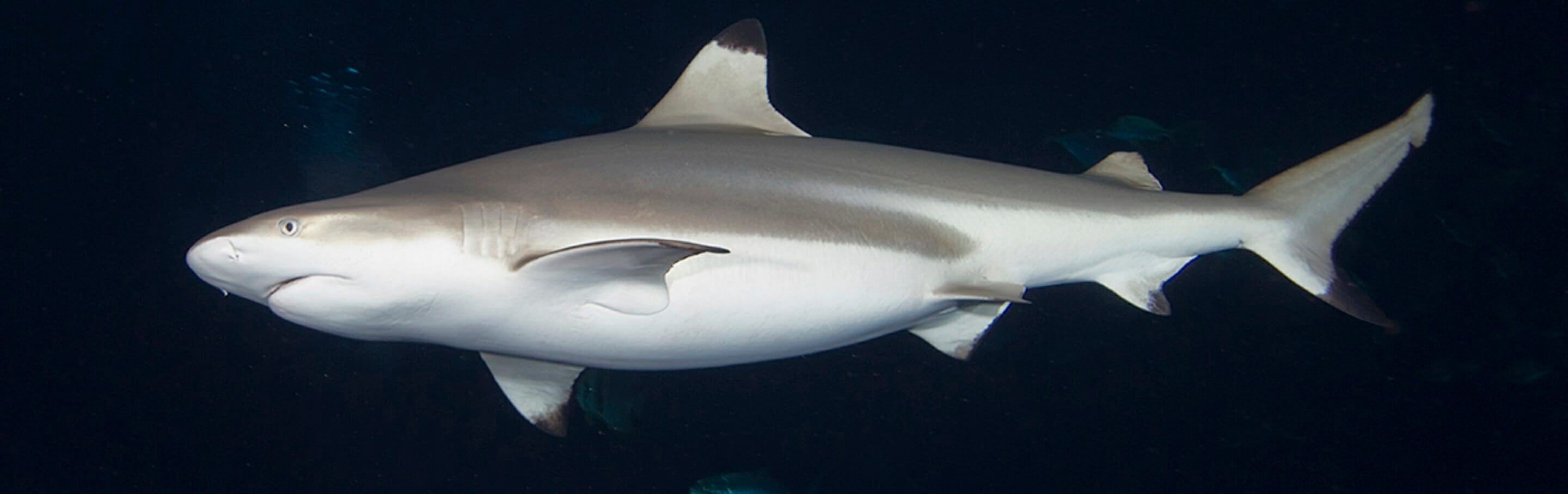 blacktip-reef-shark