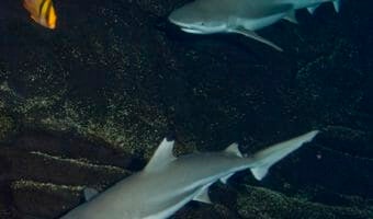 blacktip-reef-shark