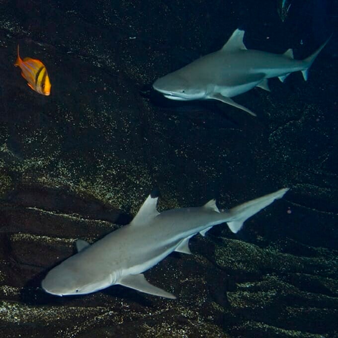 baby black tip reef shark