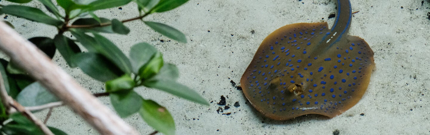 Blue-Spotted Stingray
