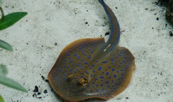 Blue-Spotted Stingray 1