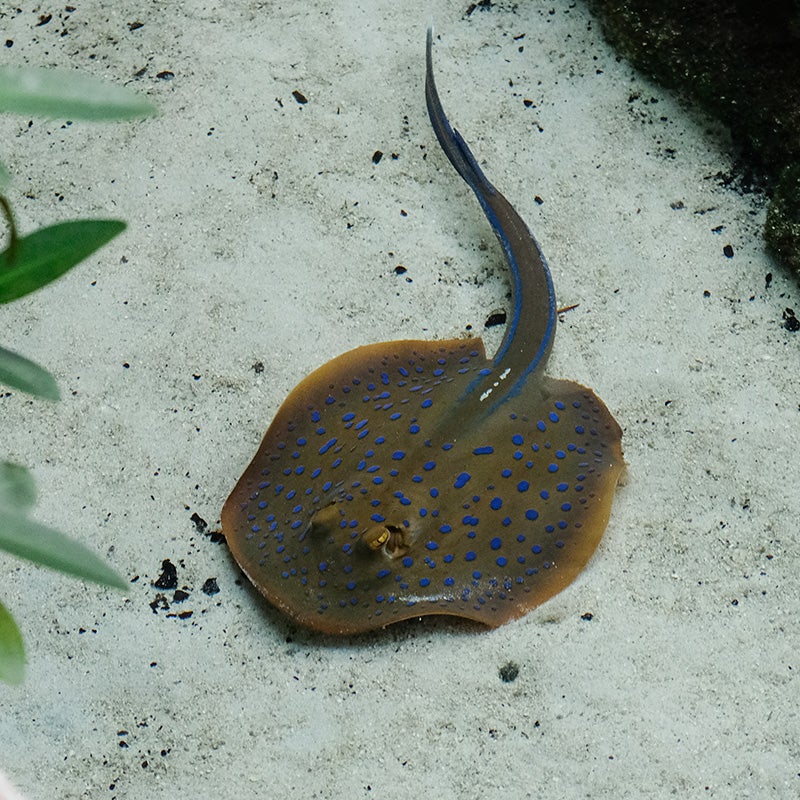 Blue-Spotted Stingray - Georgia Aquarium