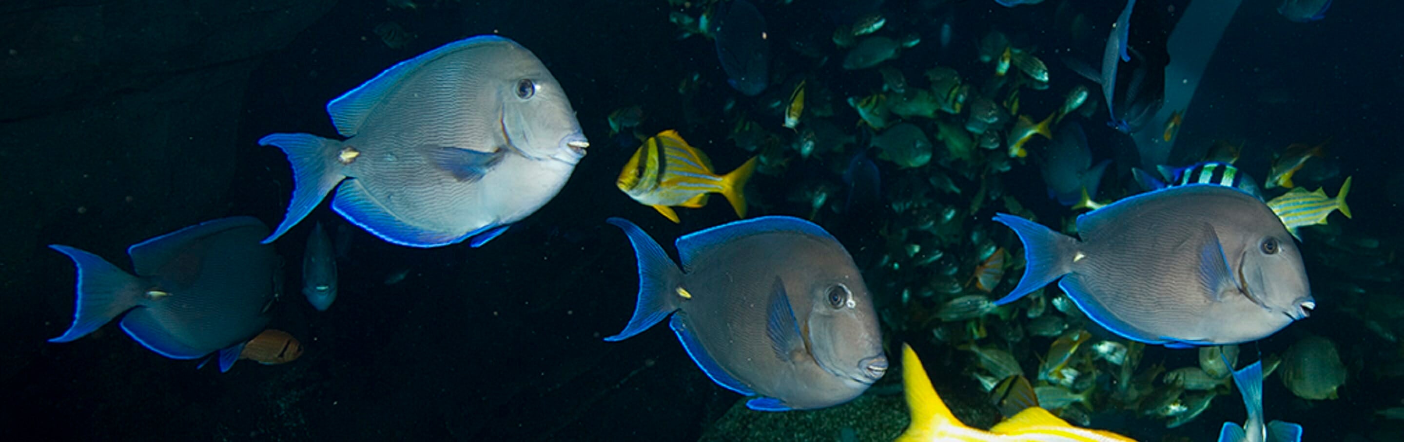 Powder Blue Tang - Georgia Aquarium