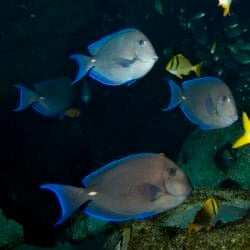 blue-tang-surgeonfish