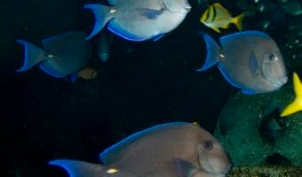 blue-tang-surgeonfish