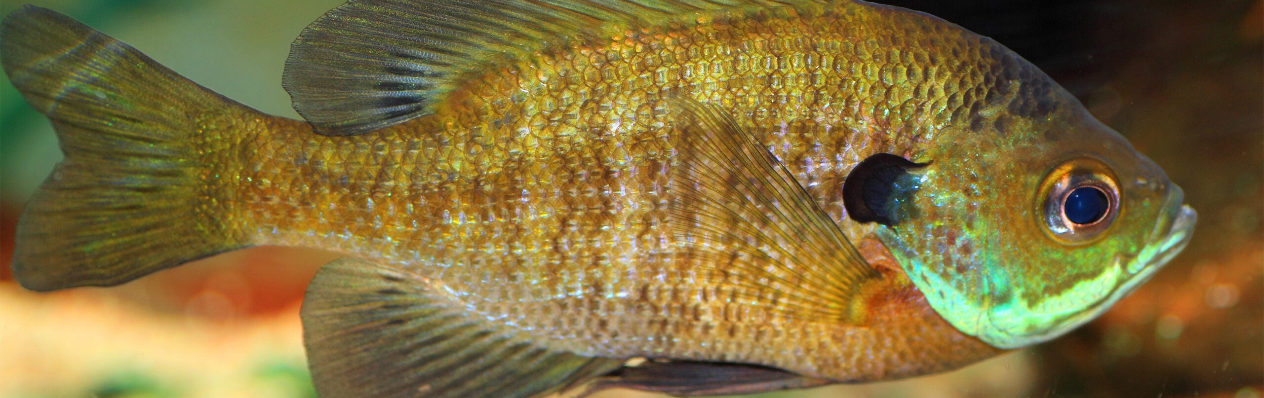 Bluegill 1