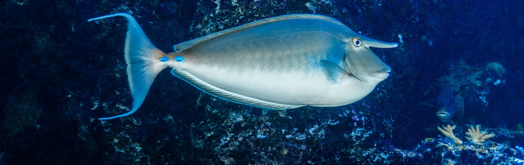 Bluespine Unicornfish Aquarium