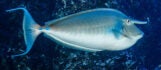 Bluespine Unicornfish 3