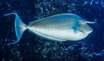 Bluespine Unicornfish 3