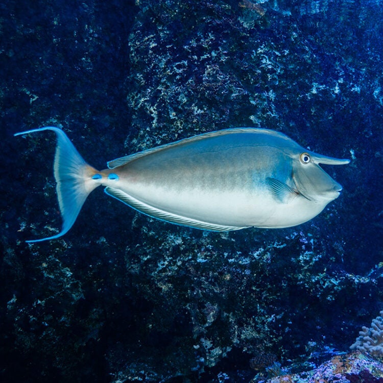 Bluespine Unicornfish 3