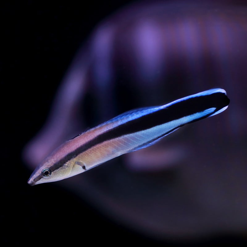 Bluestreak Cleaner Wrasse - Georgia Aquarium