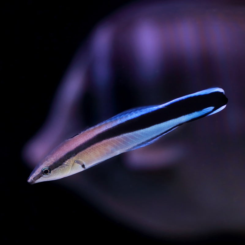 https://www.georgiaaquarium.org/wp-content/uploads/2018/09/bluestreak-cleaner-wrasse-2.jpg