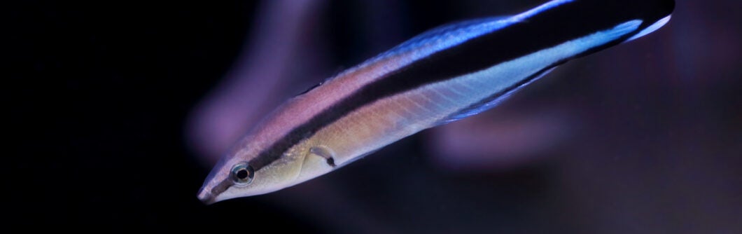 Streak Fish Bluestreak Cleaner Wrasse - Georgia Aquarium