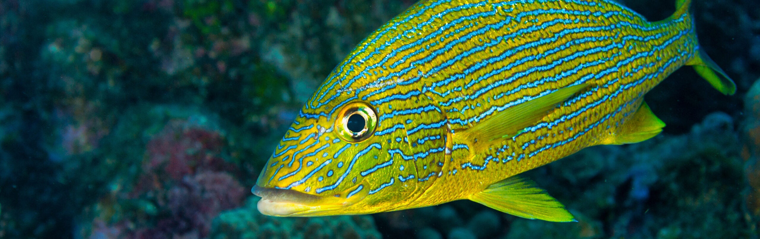 Bluestriped Grunt - Georgia Aquarium