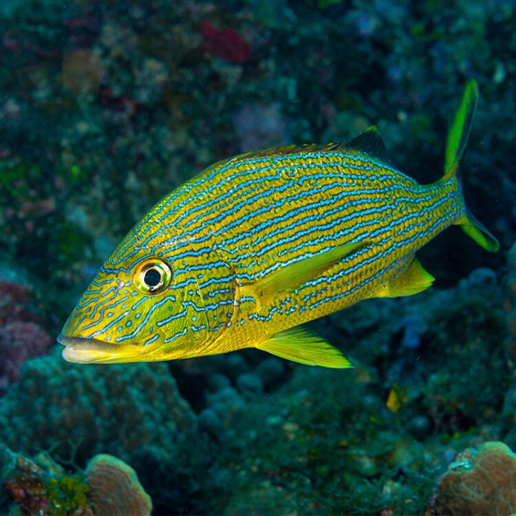 Bluestriped Grunt - Georgia Aquarium