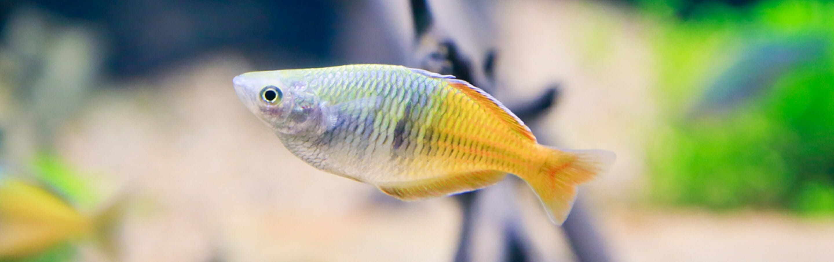 boesmans-rainbowfish