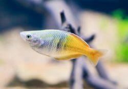 boesmans-rainbowfish