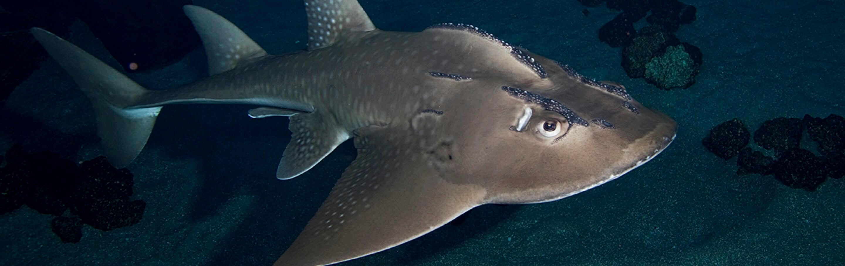 Baby endangered shark rays growing up at the Georgia Aquarium