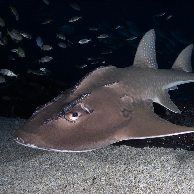 Baby endangered shark rays growing up at the Georgia Aquarium