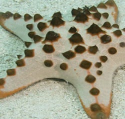 chocolate-chip-sea-star