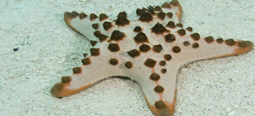 chocolate-chip-sea-star