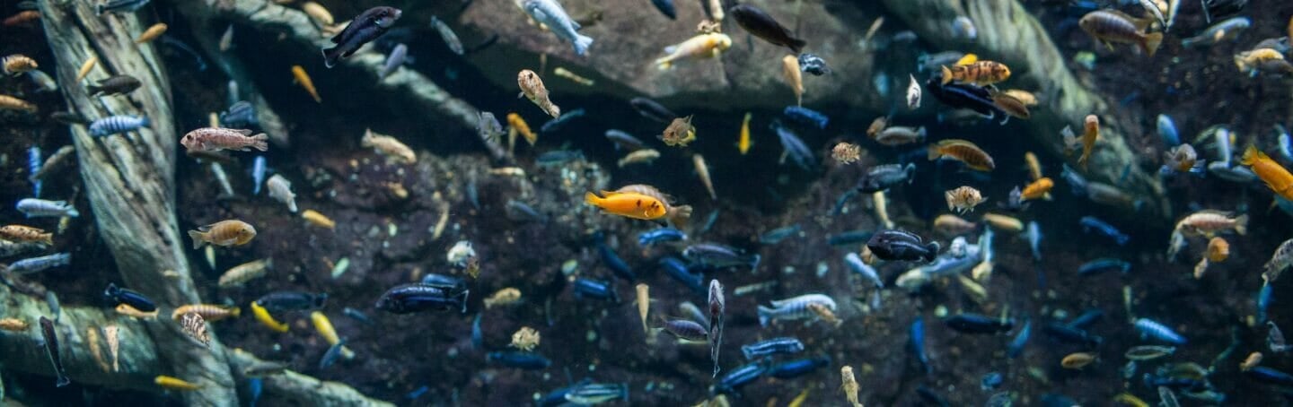 Cichlid