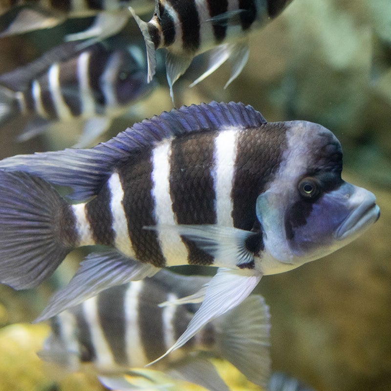 Cichlid - Georgia Aquarium
