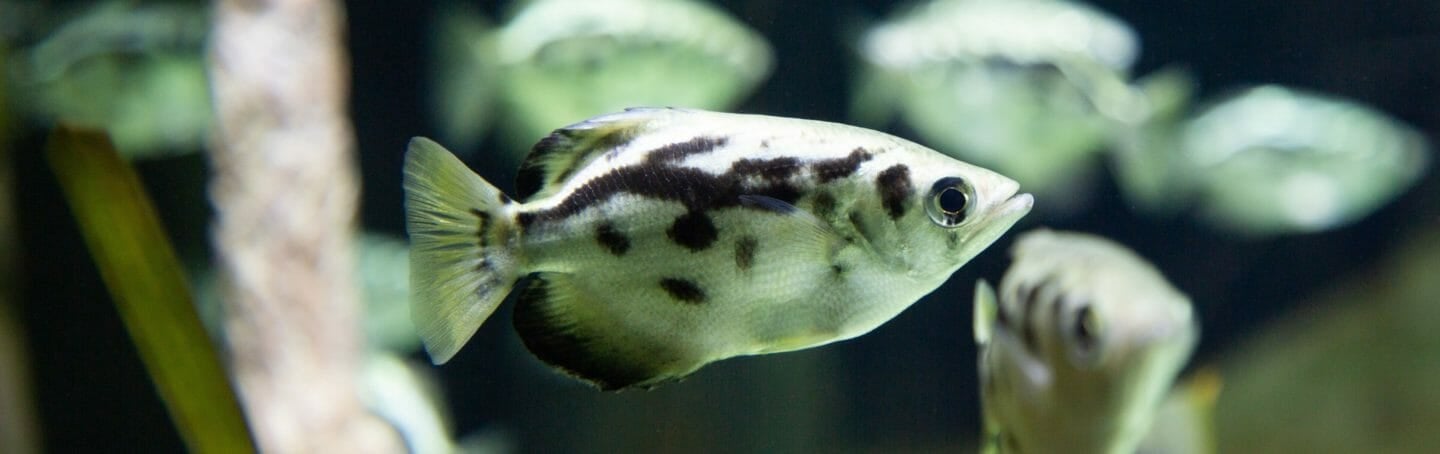 Clouded Archerfish