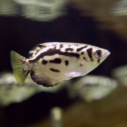 Clouded Archerfish 1