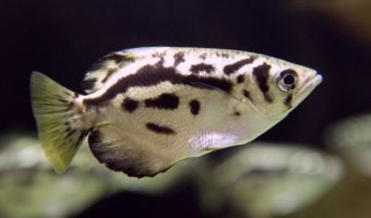 Clouded Archerfish 1