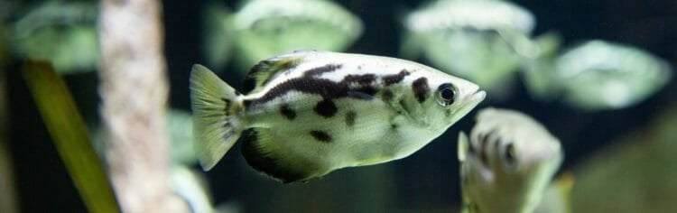 Clouded Archerfish 2