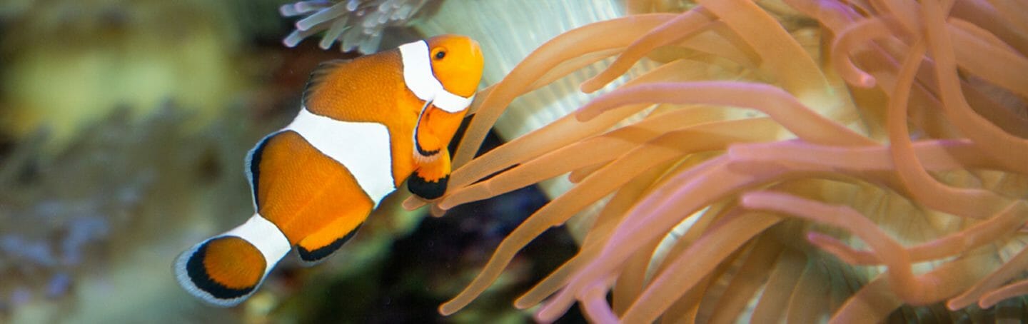 Clown Anemonefish Georgia Aquarium