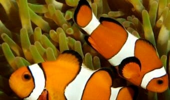 clown-anemonefish