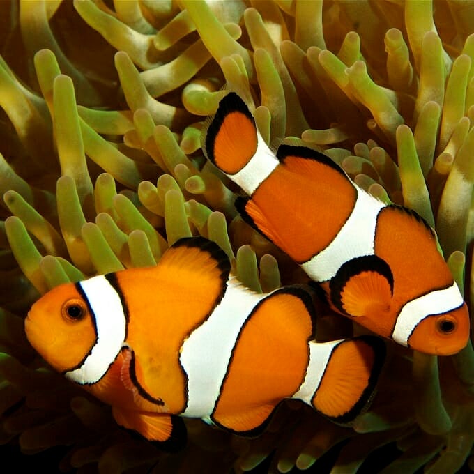 Clown Anemonefish Georgia Aquarium