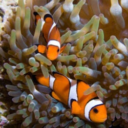 Clown Anemonefish