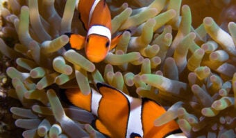 Clown Anemonefish