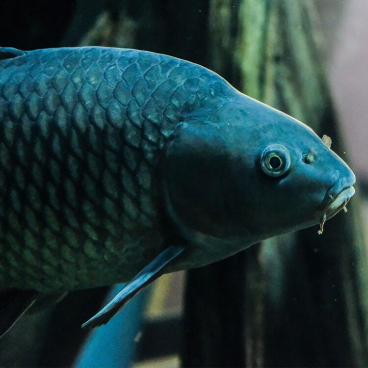 https://www.georgiaaquarium.org/wp-content/uploads/2018/09/common-carp-4-750x750.jpg