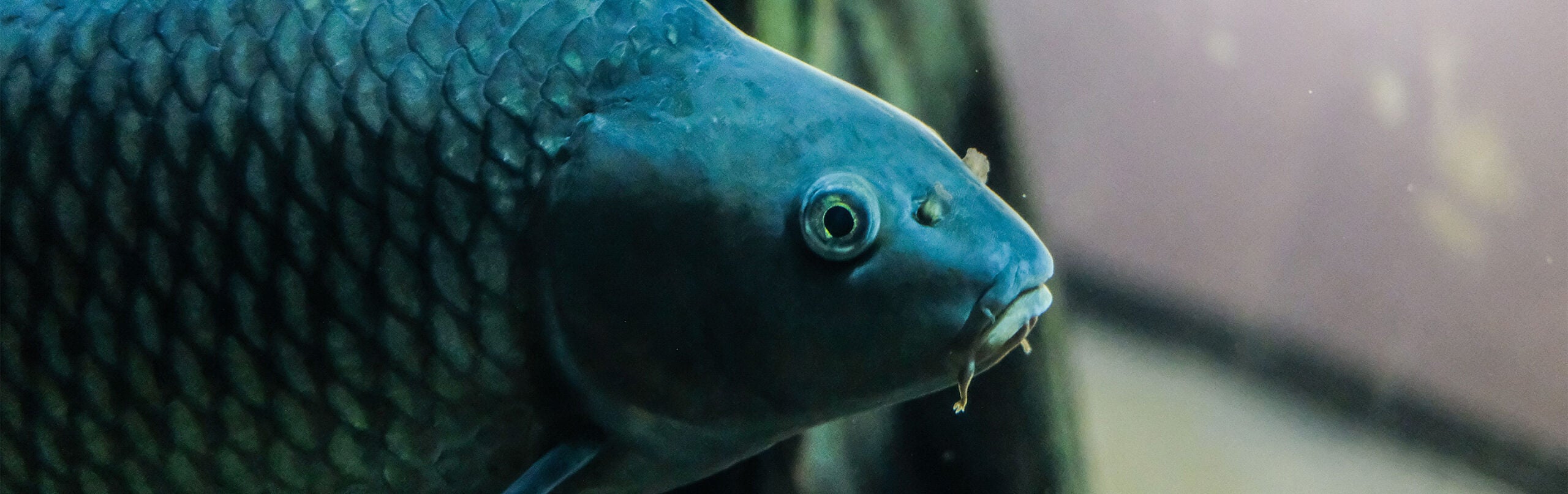 Common Carp - Georgia Aquarium