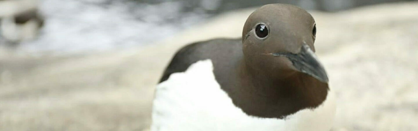common-murre