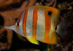 copperband-butterflyfish