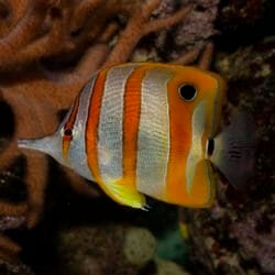 copperband-butterflyfish