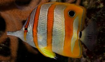 copperband-butterflyfish