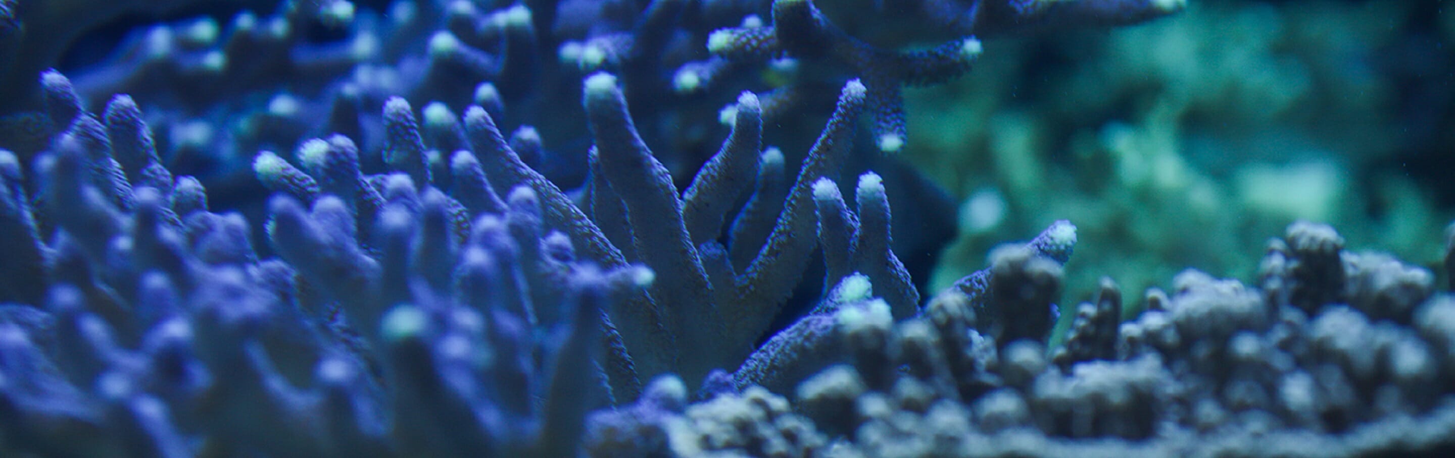 Coral - Hard - Georgia Aquarium