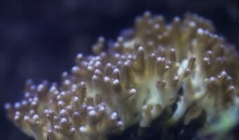 coral-hard