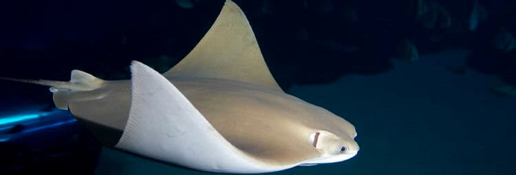 cownose-ray