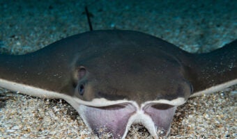 Cownose Ray 1