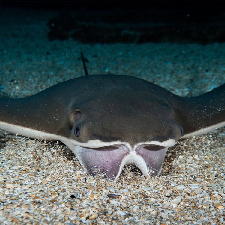 Cownose Ray 1